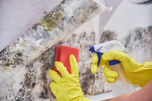 Why You Should Choose Our Mold Remediation Services in San Marino, CA